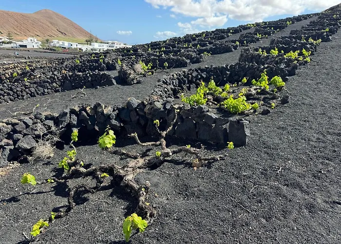 Vineyard House בית נופש *