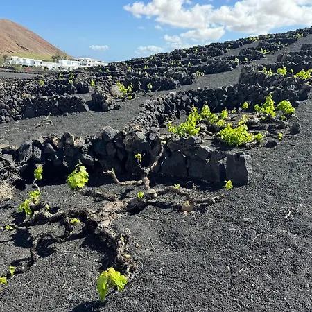 Vineyard House 度假居 *