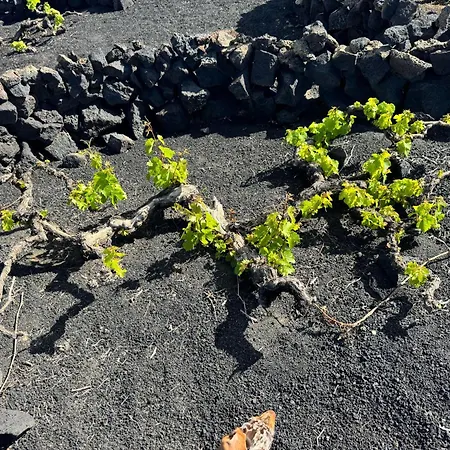 Vineyard House Holiday home