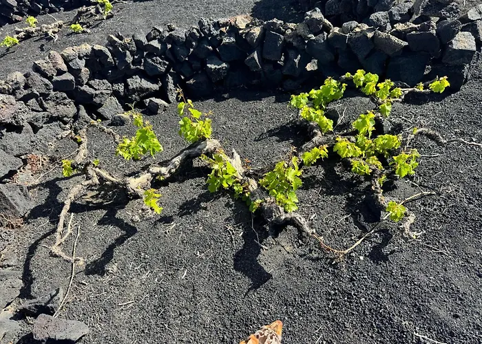 Vineyard House Holiday home