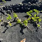 Vineyard House Nyaraló